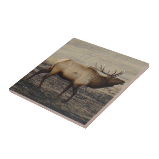 E40 Bull Elk Bugling Tegeltje (Zijkant)