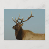 E42 Bull Elk Briefkaart (Voorkant)