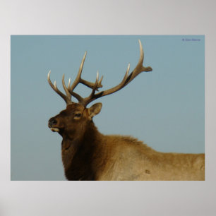 E42 Jonge Stiereland Poster