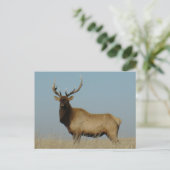 E43 Bull Elk Sky Lined Briefkaart (Staand voorkant)