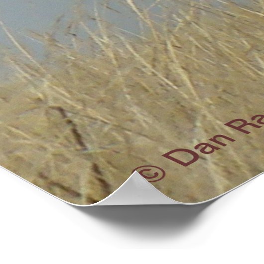 E43 Young Bull Elk Poster (Hoek)