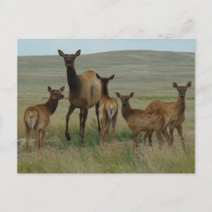 E44 Wapitikoekoe en Kalveren Briefkaart