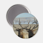 E45 elk Elk schotel Magneet (Voorkant / Achterkant)