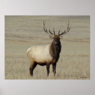 E46 Grote Bull Elk Stier Poster