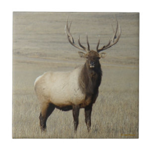 E46 Grote Bull Elk Stier Tegeltje