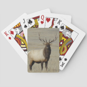 E46 Grote Wapitistier Grote Stier Pokerkaarten