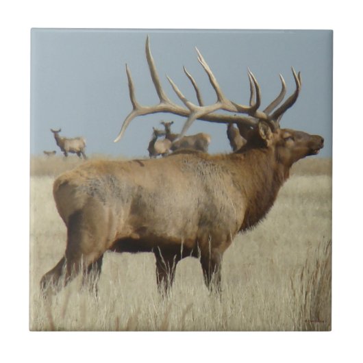 E4 Bull Elk Big Bull Tegeltje (Voorkant)
