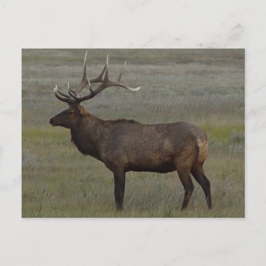 E52 Bull Elk Big Bull Briefkaart (Voorkant)