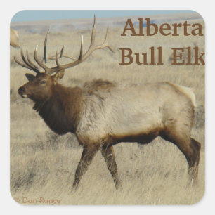 E55 Bull Elk Grote Stier Vierkante Sticker