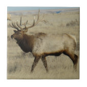 E55 Bull Elk Tegeltje (Voorkant)