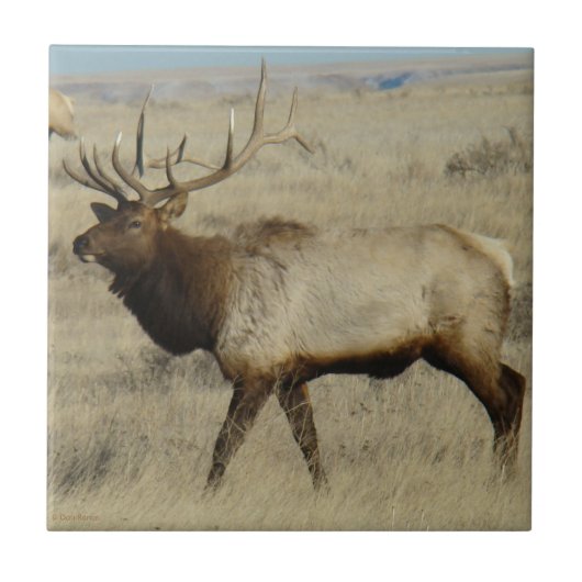 E55 Bull Elk Tegeltje (Voorkant)