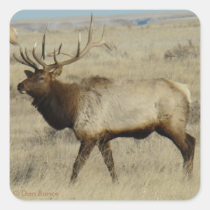 E55 Bull Elk Vierkante Sticker