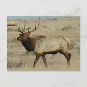 E55 Stiereland Grote Stier Briefkaart