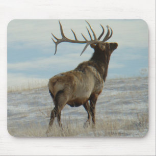 E58 Bull Elk Lucky 13 Stier Muismat