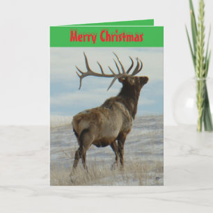 E58 Carte de Noël Grand Taureau Cerf sur la Neige