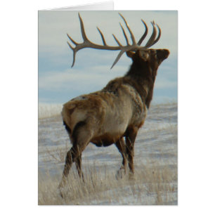 E58 Wapitihengst Lucky 13 Stier