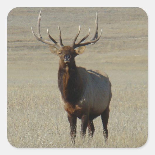 E59 Bull Elk Huge Bull Vierkante Sticker (Voorkant)