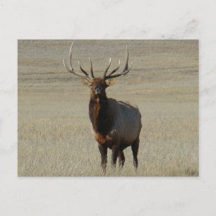 E59 Wapitihengst Grote Stier Briefkaart