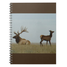 E5 mannetjeswapiti en jaarling