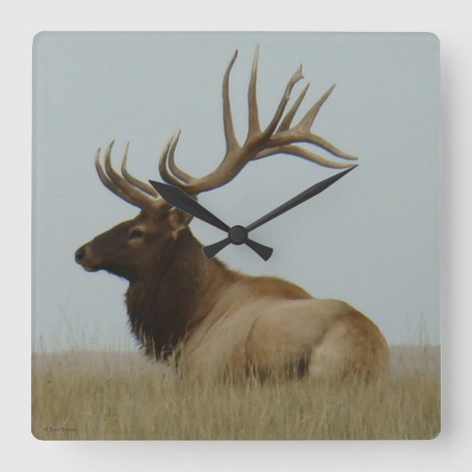 E5a Bull Elk Huge Bull Vierkante Klok (Voorkant)