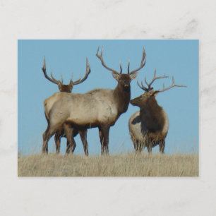 E60 Wapiti Stier Afgetekend Tegen De Lucht Briefkaart