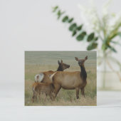 E61 Koe-eland en kalf Briefkaart (Staand voorkant)