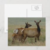 E61 Koe-eland en kalf Briefkaart (Voorkant / Achterkant)