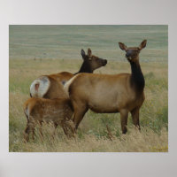 E61 Koe-eland en kalf