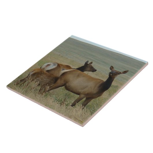 E61 Koe Elk en Calf Tegeltje (Zijkant)