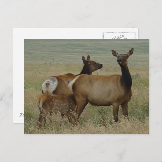 E61 Kow Elk en Calf Briefkaart (Voorkant / Achterkant)