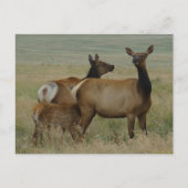 E61 Kow Elk en Calf Briefkaart (Voorkant)