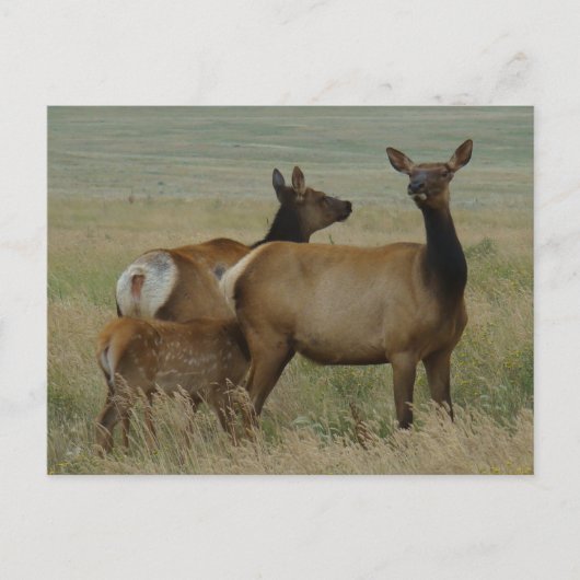 E61 Kow Elk en Calf Briefkaart (Voorkant)