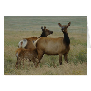 E61 Vache élan et veau