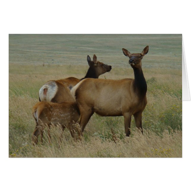 E61 Vache élan et veau (Devant horizontal)