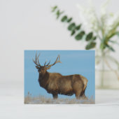 E62 Bull Elk Sky Lined Briefkaart (Staand voorkant)