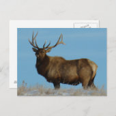 E62 Bull Elk Sky Lined Briefkaart (Voorkant / Achterkant)