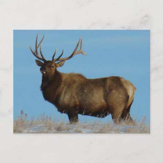 E62 Bull Elk Sky Lined Briefkaart (Voorkant)