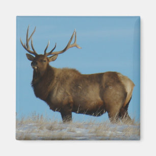 E62 Wapiti Stier Tegen De Lucht Afgetekend Magneet