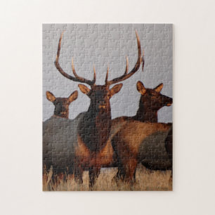 E66 Bull Elk en Koeien Legpuzzel