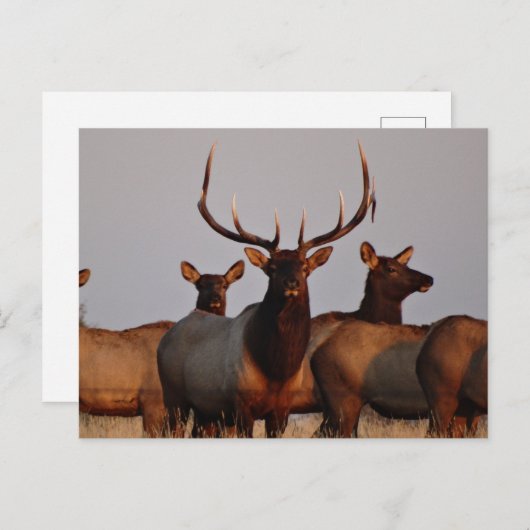 E66 Elk bull en koeien Briefkaart (Voorkant / Achterkant)