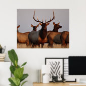 E66 Elk bull en Koeien Poster (Thuiskantoor)