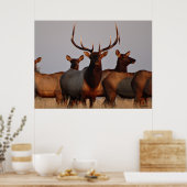 E66 Elk bull en Koeien Poster (Keuken)