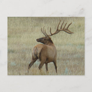 E6 Bull Elk in Velvet Briefkaart