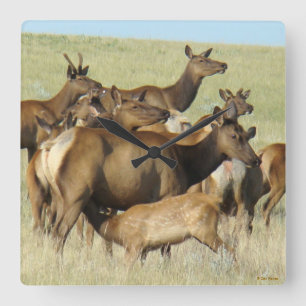 E7 Koe- en kalf-eland voederen Vierkante Klok
