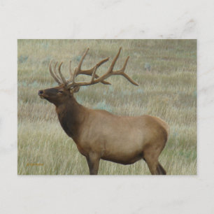 E8 Bul-Eland in Fluwelen Gewei Briefkaart