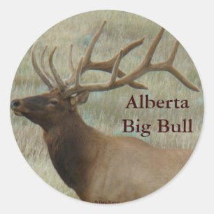 E8 Bul-Eland in Fluwelen Ouderdomshuid Ronde Sticker