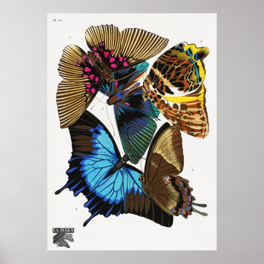 E.A. Séguy's  vlinders (1925) Poster (Voorkant)