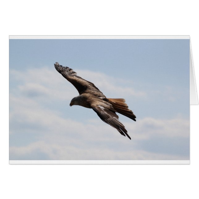 Eagle (Voorkant Horizontaal)