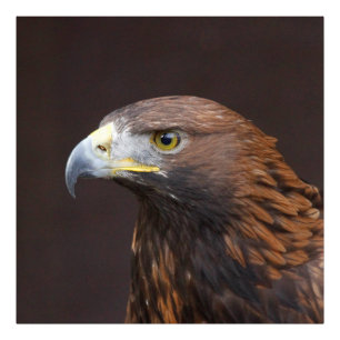 Eagle002 Foto Afdruk