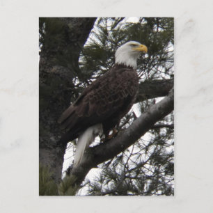 Eagle 10 briefkaart